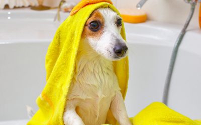 Does Your Dog Stink?  5 Ways To Keep Your Dog Smelling Better!