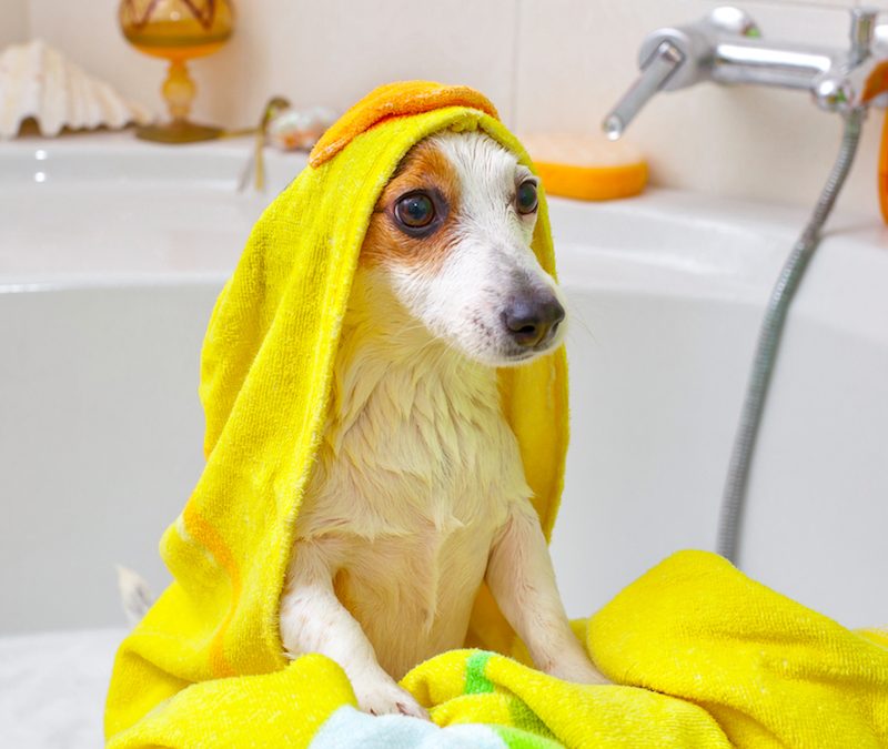Does Your Dog Stink?  5 Ways To Keep Your Dog Smelling Better!