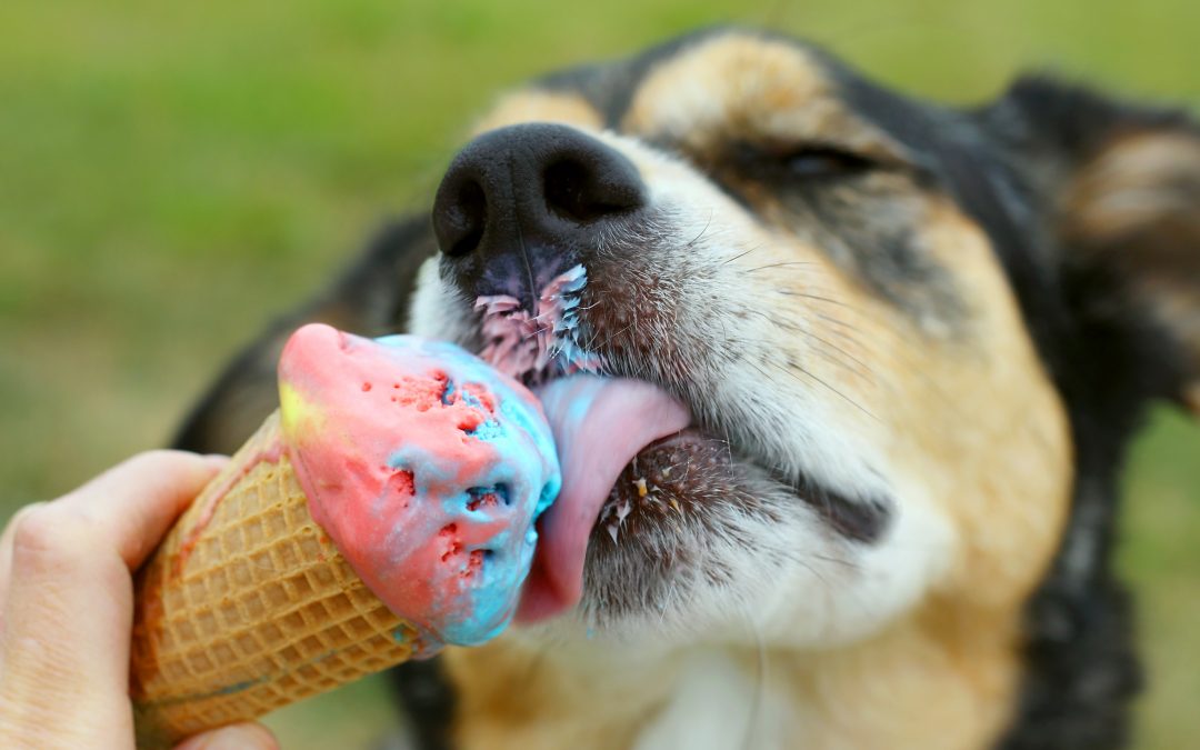 I Scream, You Scream…Do Our Pets Scream For Ice Cream?