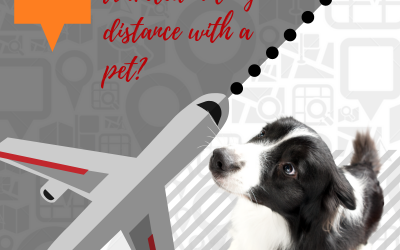 Traveling? 5 Tips For Preparing Your Pets For Their Pet Sitter!