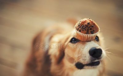 Ways To Celebrate National Dog Day