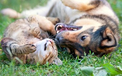Fall Fun Activities To Do With Your Pets!