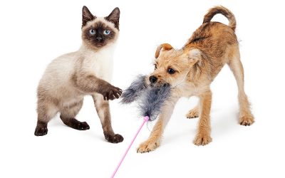 Tips To Help Your Dog Or Cat Lose Weight & Get Active