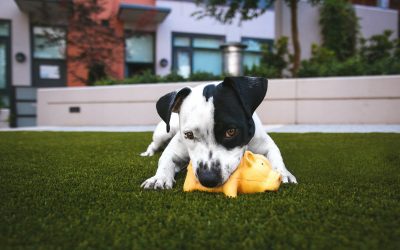 How to Exercise Your Dog Indoors