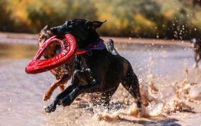 How to Choose the Best Toys for Your Dog