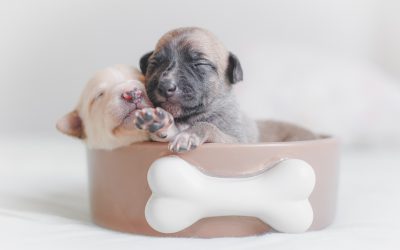 Tips for New Puppy Owners