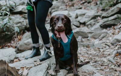 What To Keep In Your Pet First Aid Kit