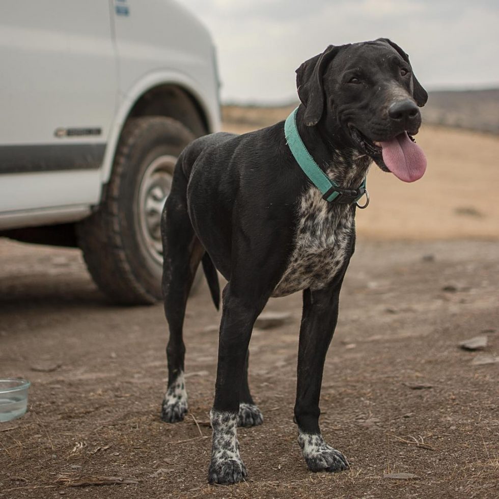 Should I Microchip My Pet? - Pawfect Pet & House Sitting