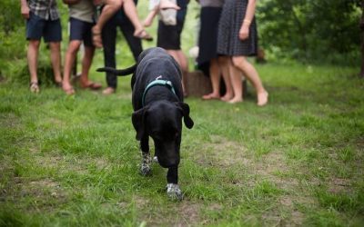 Should I Microchip My Pet?