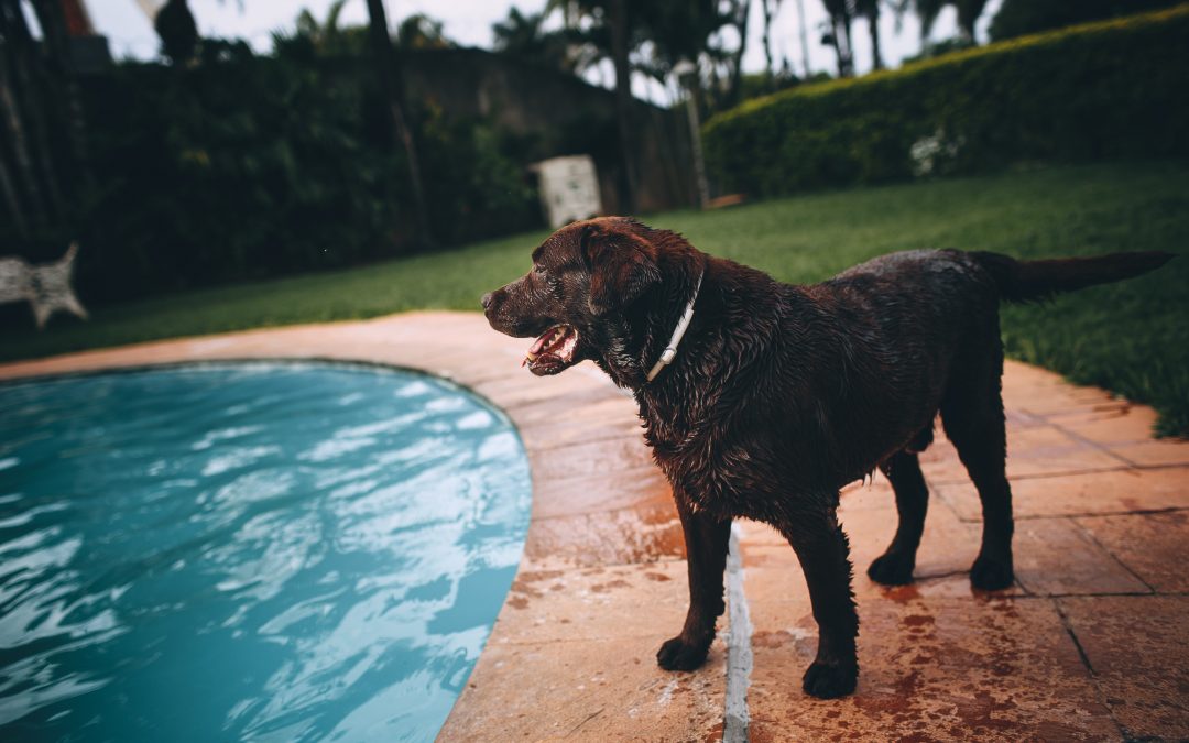  6 Ways To Kick Off The Summer Season With Your Pet