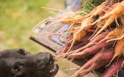 How To Choose The Best Food For Your Dog