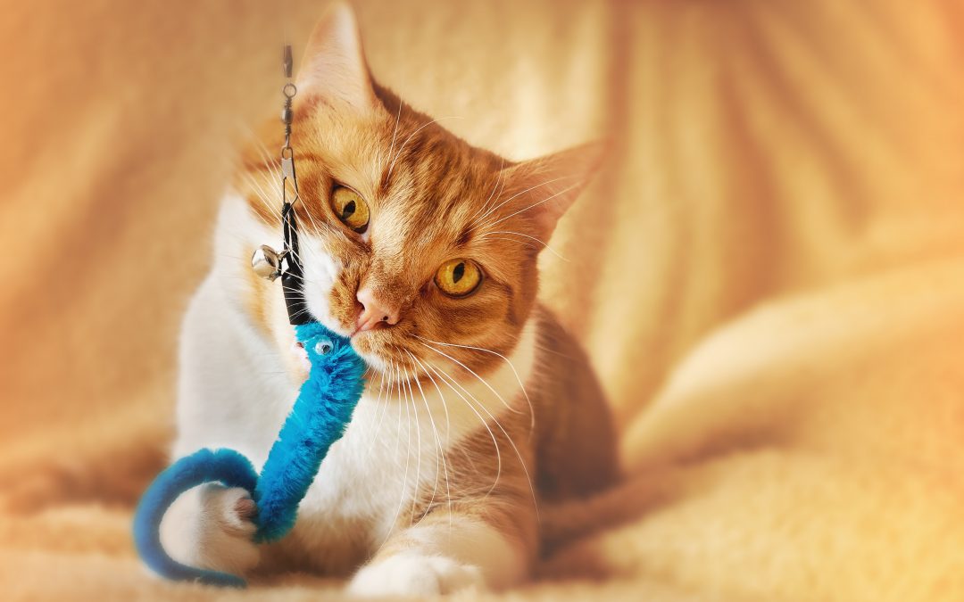 5 Games to Play with Your Cat (That aren’t a laser pointer)