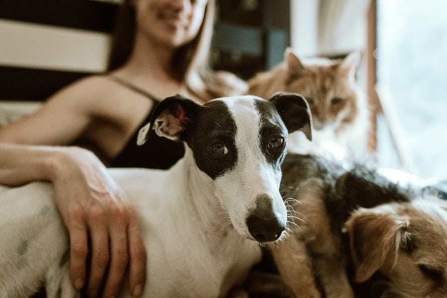 Choosing a Reliable Pet Sitter in Cave Creek, AZ