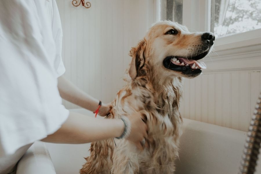 for Choosing a Reliable Pet Sitter in Cave Creek, AZ