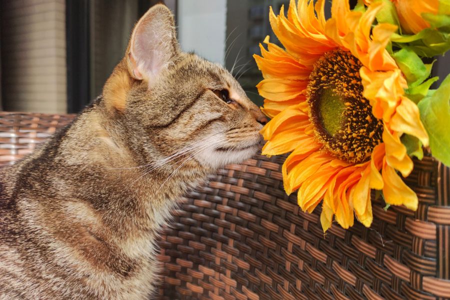 Five Toxic Plants To Avoid Around Your Pets
