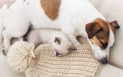 How to pick the PAWfect Name For Your New Puppy or Kitten
