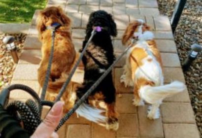 Dog Walking Anthem - - Pawfect Pet Sitter
