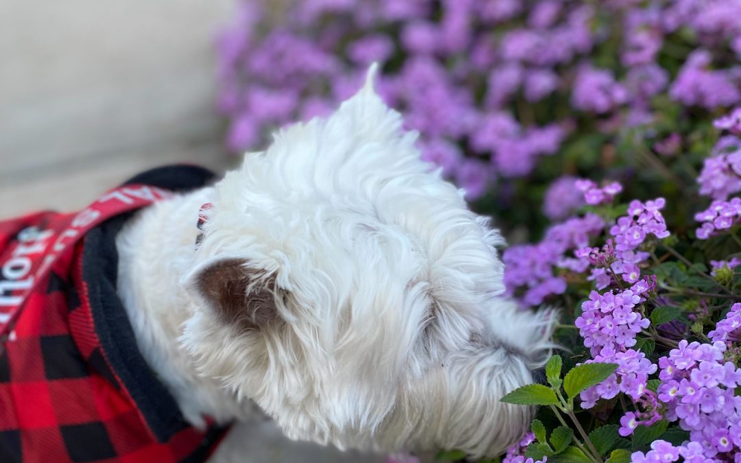 Pet Enrichment While You Are Away: Why Playtime & Routine Matter