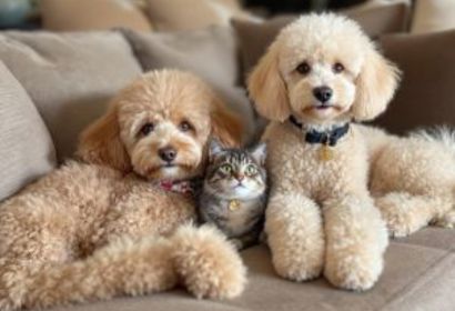 Pet Sitting in Arizona (Anthem, Cave Creek, N.Phoenix and Beyond including Sun City, Scottsdale, Peoria, Glendale) and Texas (North Austin, Georgetown & Round Rock)