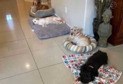 Dog Boarding - Pawfect Pet Sitter